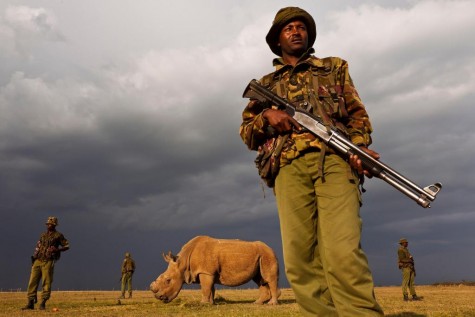 Northen white rhinos have become so close to extinction that they are now guarded by four man teams to protect them.