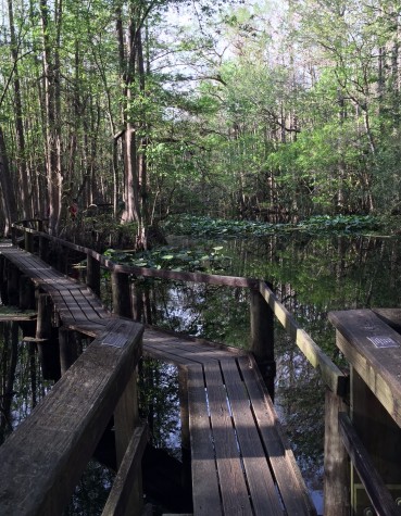 Highlands Hammock State Park has beautiful nature trails including the Cypress Boardwalk.