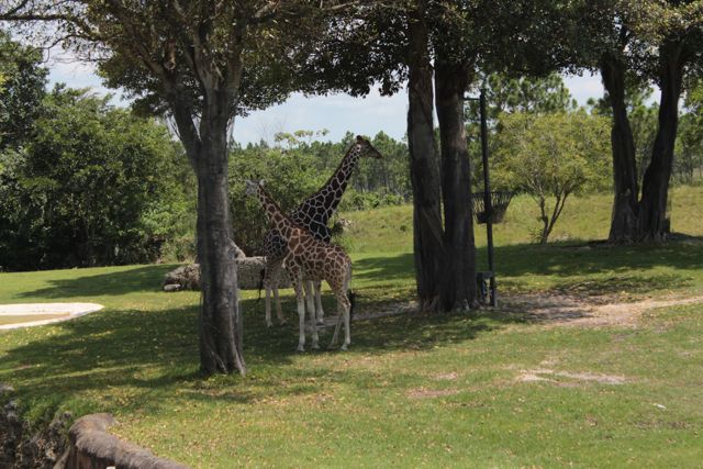 Exploring Zoo Miami