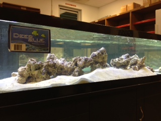 One of our new coral tanks in the coral lab all lite up.