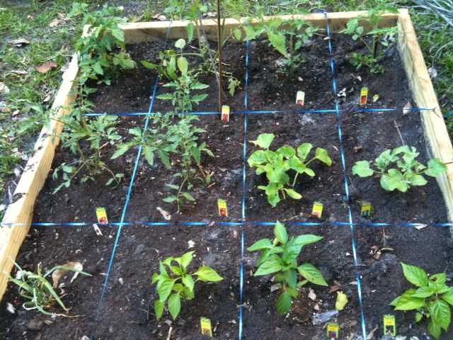 This garden is full with tasty vegetables!