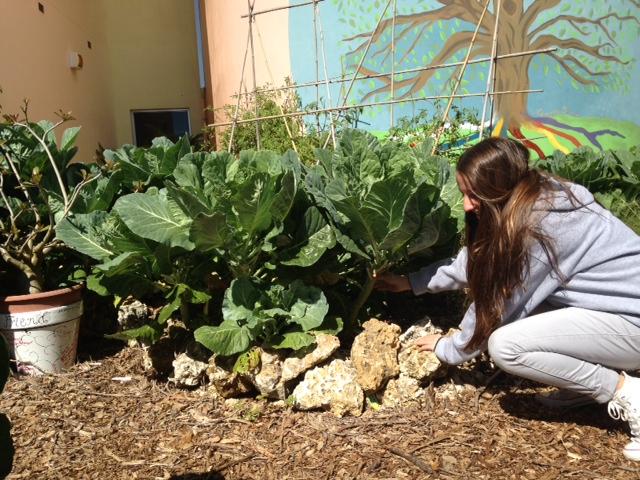 Freshman Annie Farrell tends to the Coral Gables' garden.