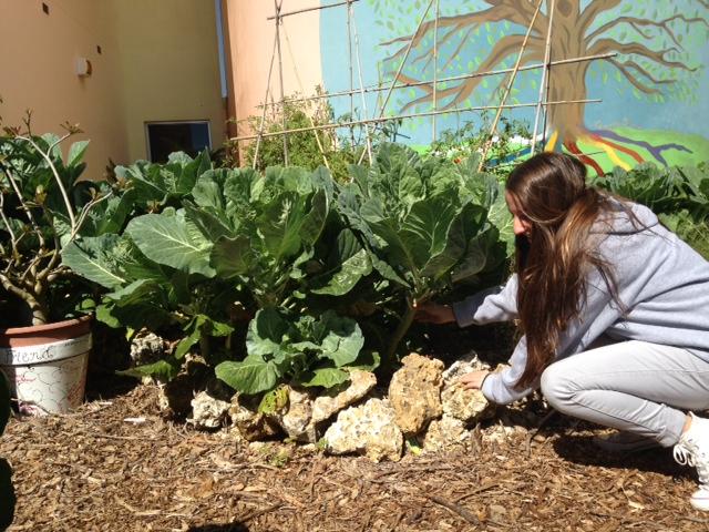 Freshman Annie Farrell tends to the Coral Gables garden.