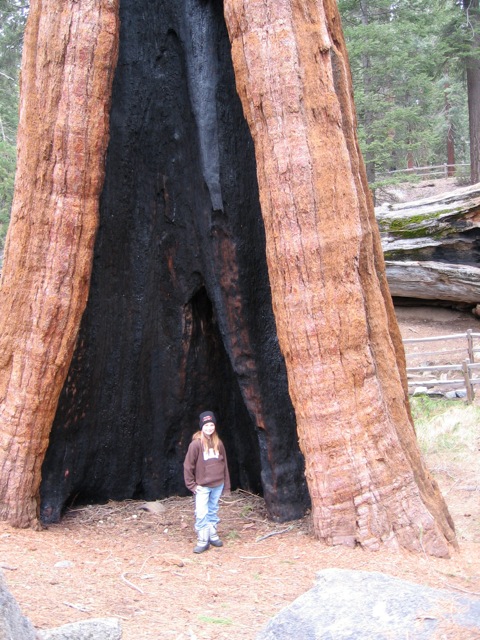 Claire in Sequoia National Park in California.  