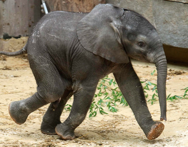 This healthy African Elephant calf is part of a critically endangered species that is hunted down for their valuable tusks.