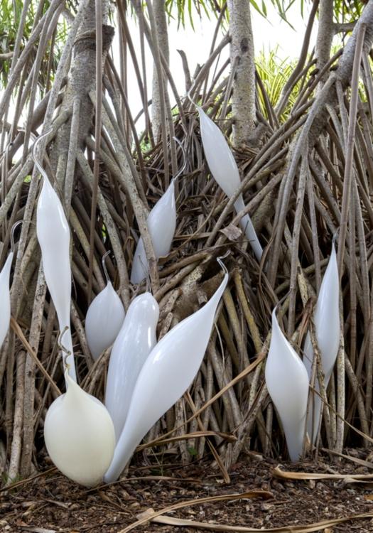 White Belugas becomes one with nature as it is intertwined with the roots of this tree.