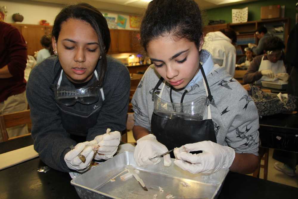 CGPA 8th Graders Dissect With Seniors (WARNING: Graphic Content)