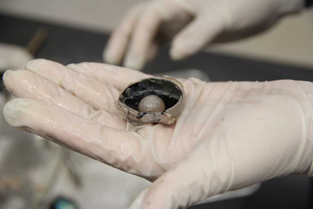 CGPA 8th Graders Dissect With Seniors (WARNING: Graphic Content)