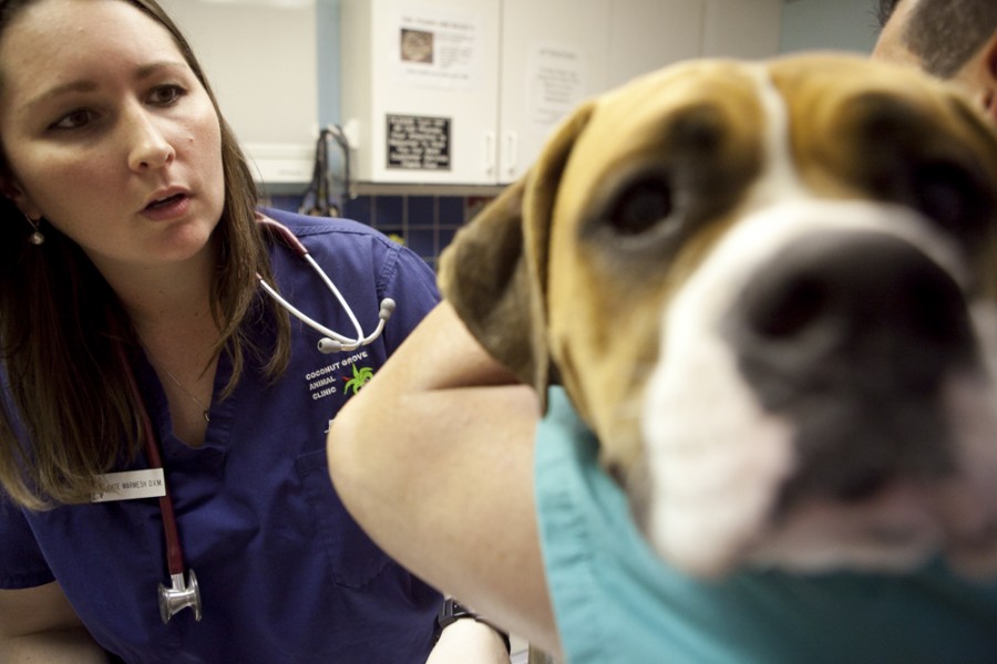 Dr. Kate Marmesh treats animals in need of veterinary help at her familys Coconut Grove Animal Clinic on a daily basis. 