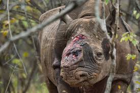 Many rhinos are hunted every year for their horns and many are not as lucky as this one and are killed.