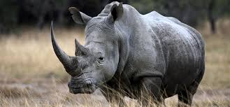 Rhinos face the endanger of going extinct unless we do something to help them.