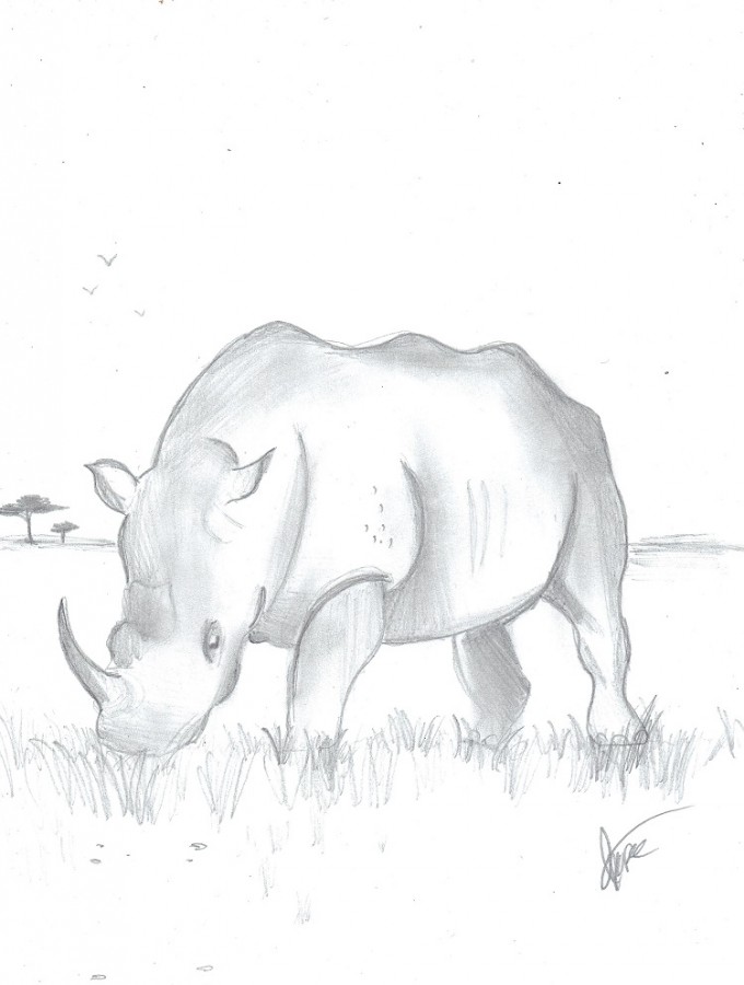 Northern White Rhino