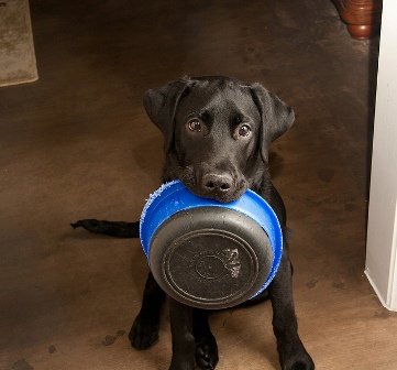 Pets are very in tune with their bodies, so if they do not eat something, it might not just be because they're picky eaters.