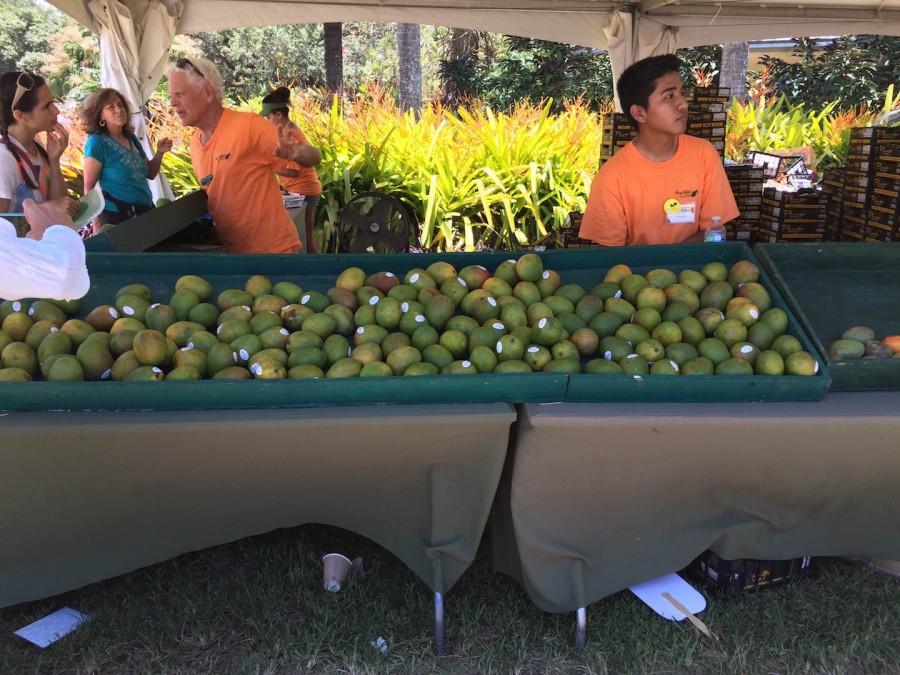 Delectable mangoes were laid out for all visitors to purchase.