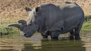 Nola is one of the last northern white rhinoceros in the world and currently resides in the San Diego Zoo. 