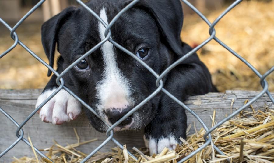 A new law in Arizona ruled that all dogs and cats sold in pet stores must come from animal shelters or non-profit organizations.