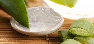 Aloe Vera is used to help heal several things, once of those things being pimples. 