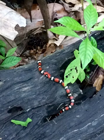 Never touch any wildlife you see when you're camping; even if the snake rhyme says "Red touch black: safe for Jack".