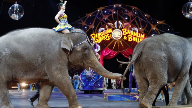 The Ringling Bros have come to a decision to end their elephant act this year.