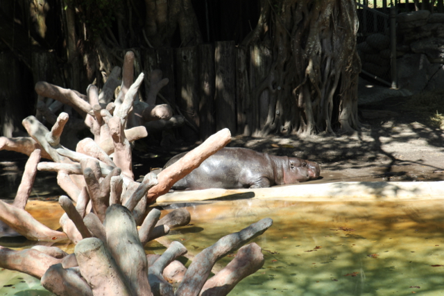 CAF&DM Students Take On Zoo Miami