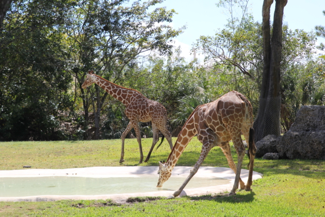 CAF&DM Students Take On Zoo Miami