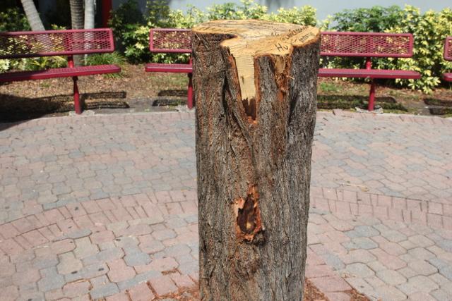 The trees were cut down in front of the Ralph Moore building. 