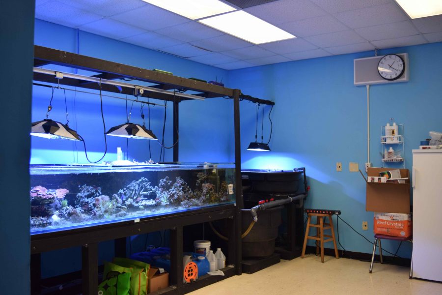 The coral lab has grown from two medium sized tanks to a full, big, tank.