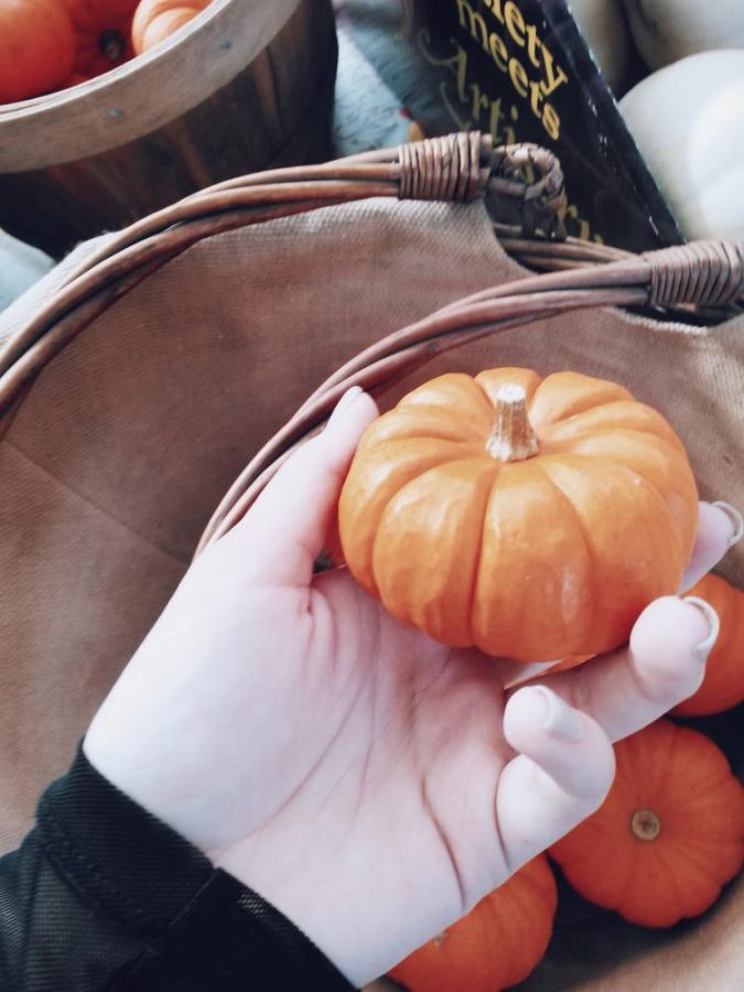 The Little Farm has a variety of pumpkins to choose from!