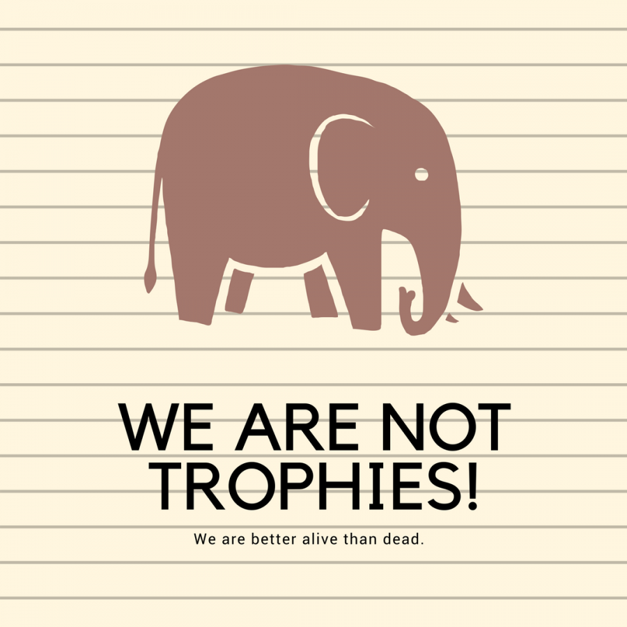 Elephants+are+intelligent+animals+that+deserve+much+more+than+being+treated+as+a+prize.+