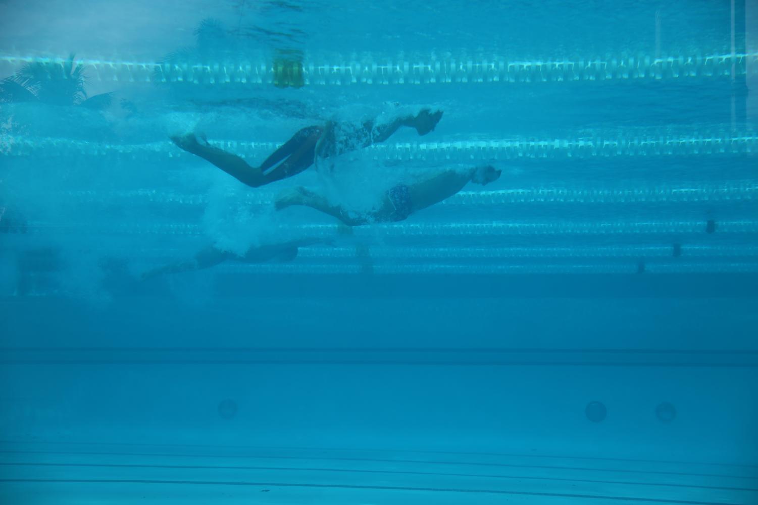 Cavalier Swimming