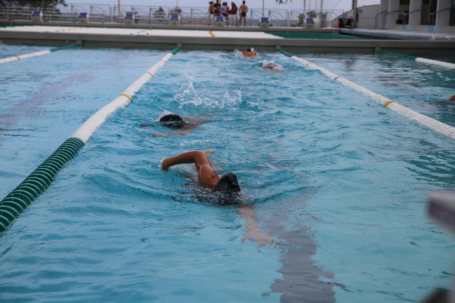 Cavalier Swimming
