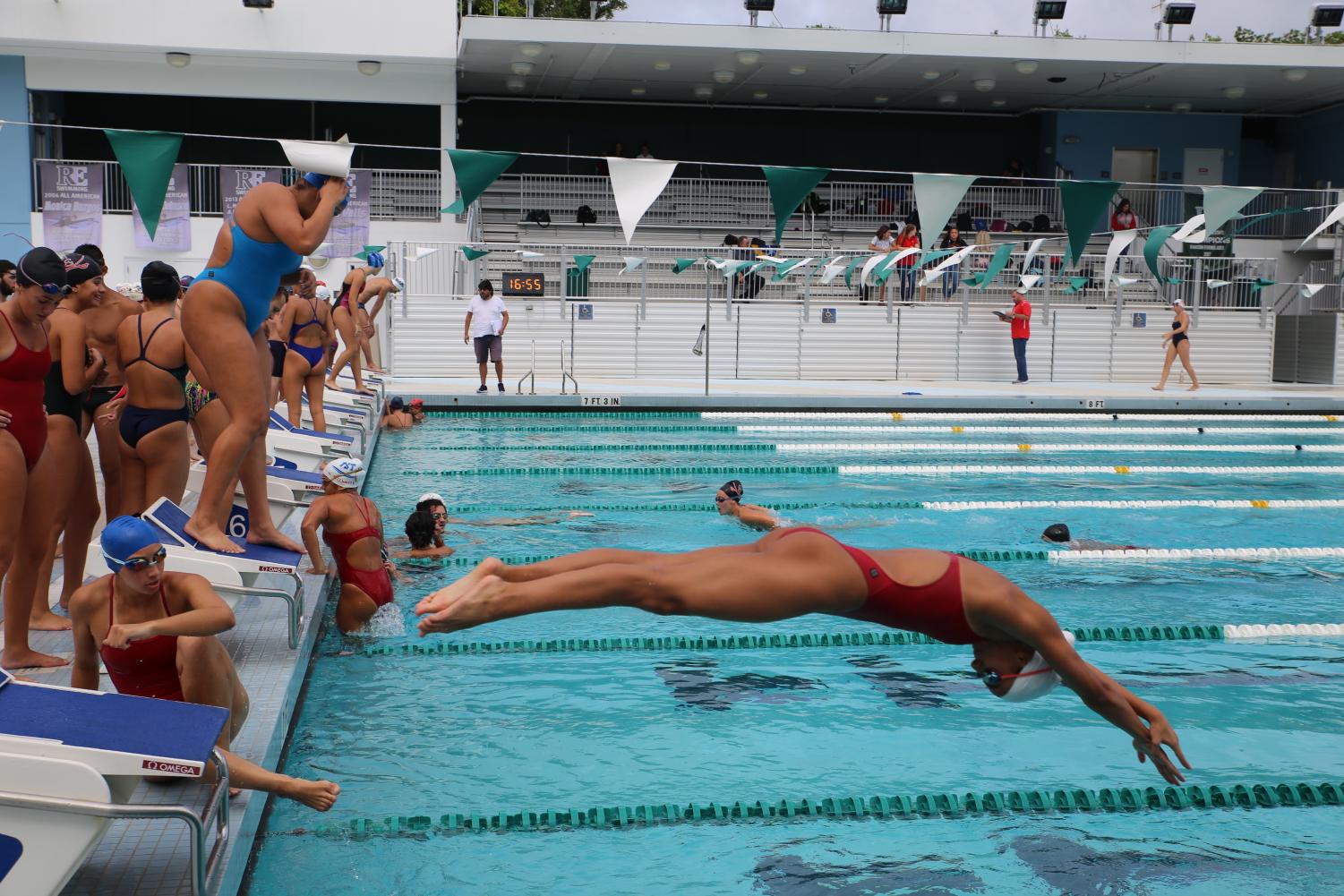 Cavalier Swimming