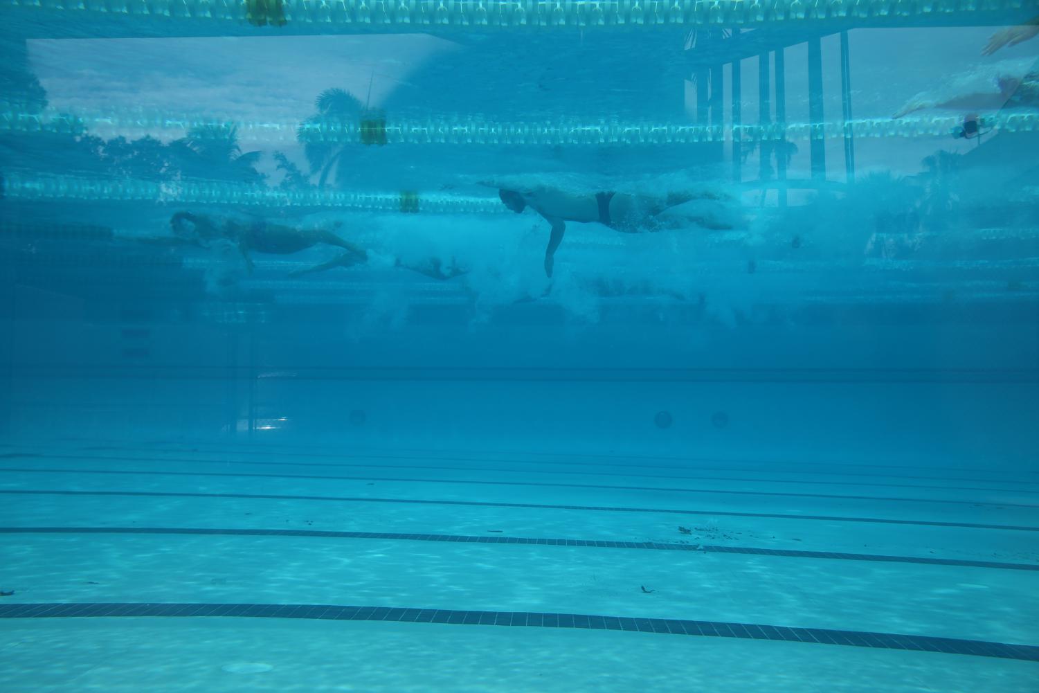 Cavalier Swimming