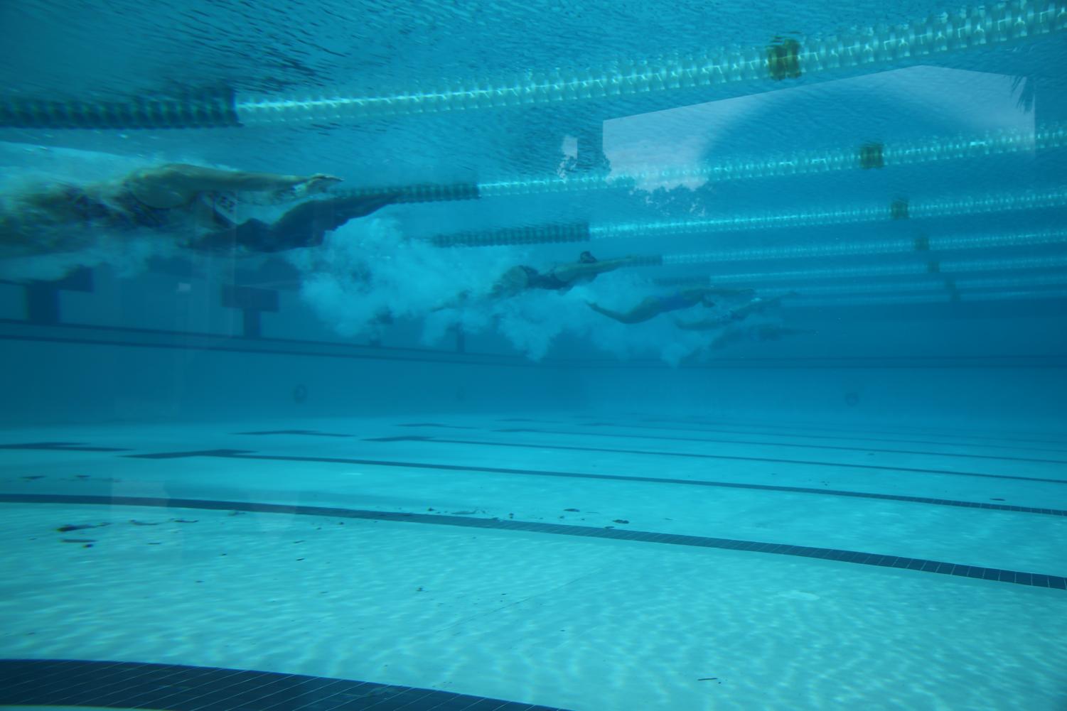 Cavalier Swimming