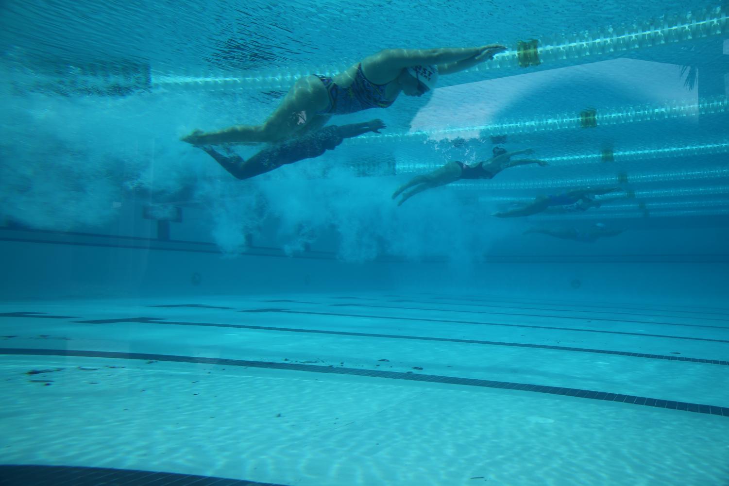 Cavalier Swimming