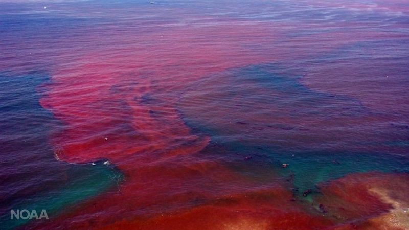 Estas algas tóxicas están consumiendo nuestras costas.