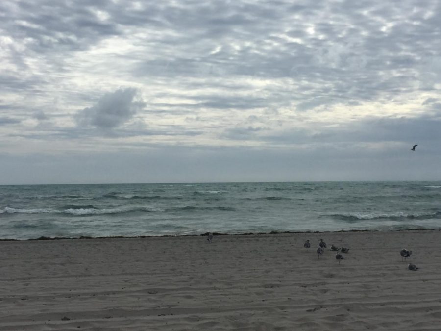 Floridas Key Biscane Beach  is one of the many affected by the red tide of algae.