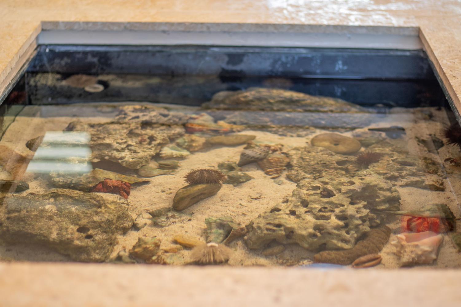 The Marjory Stoneman Douglas Biscayne Nature Center: a secret weapon for saving our beaches