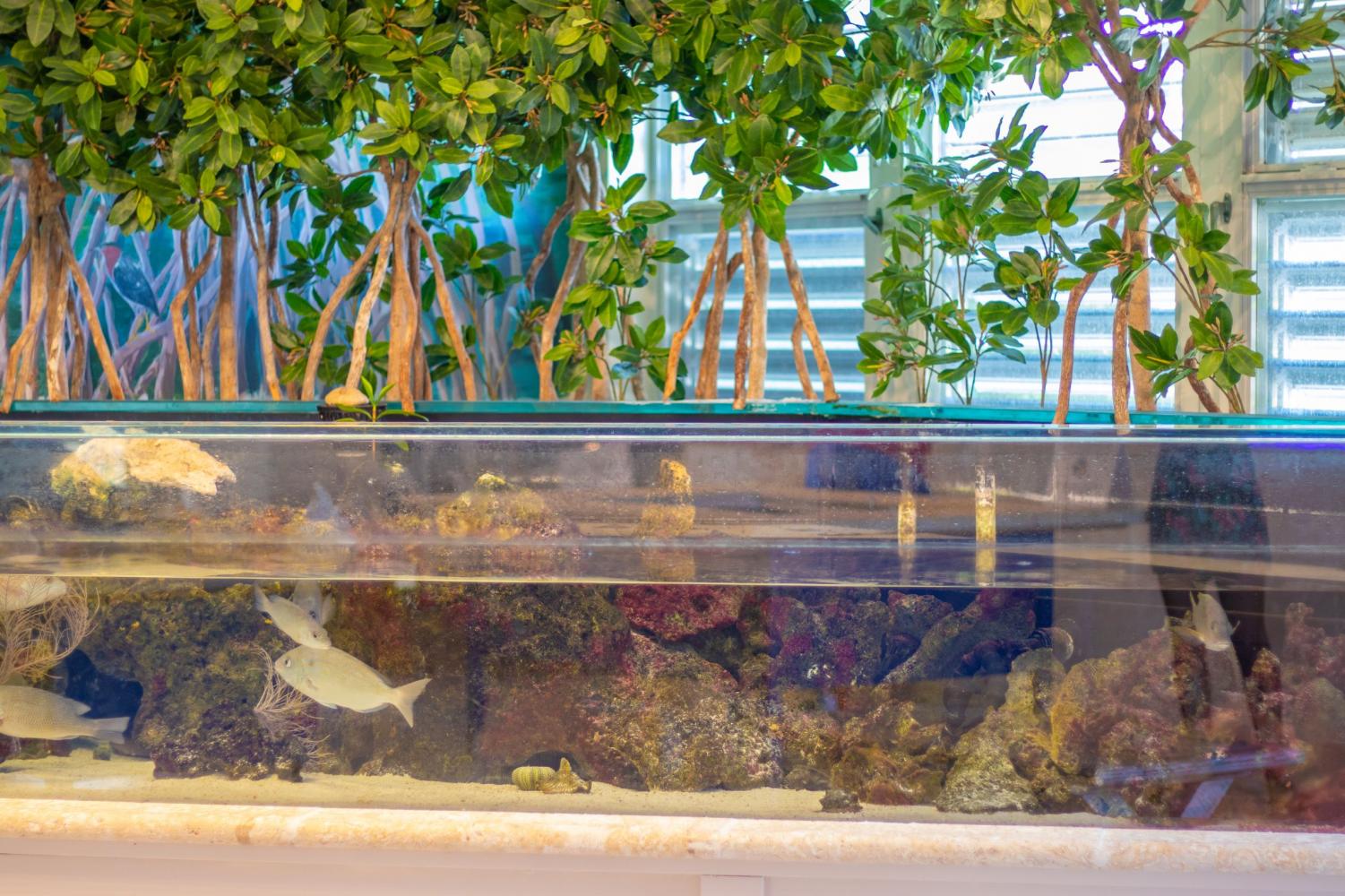 The Marjory Stoneman Douglas Biscayne Nature Center: a secret weapon for saving our beaches