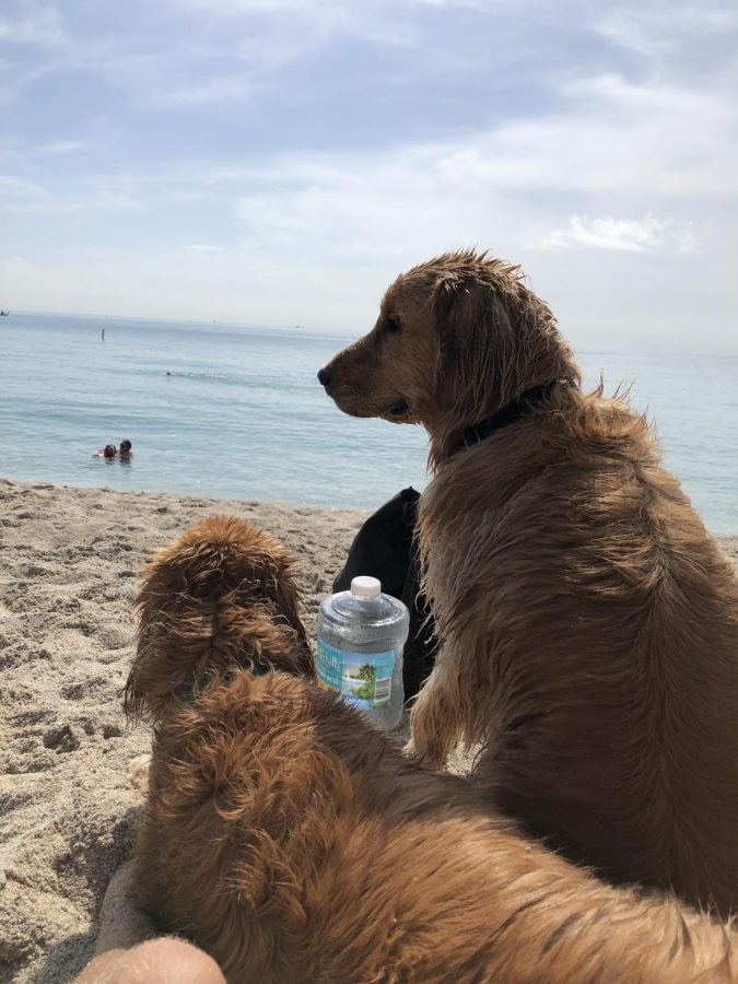 Two Golden Retrievers enjoy a beautiful day on Hobie Beach