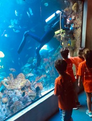 Miguel Lemus
Campers observe a scuba diver at the forst Museum of Science where students interned.