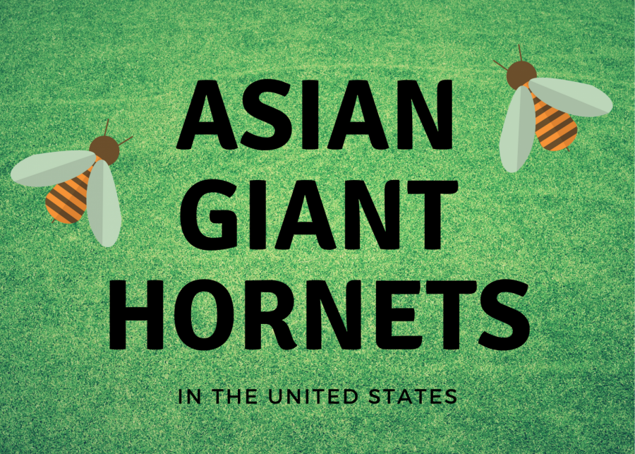 Asian giant hornets are known for being the largest hornets and have been spotted for the first time in the United States.