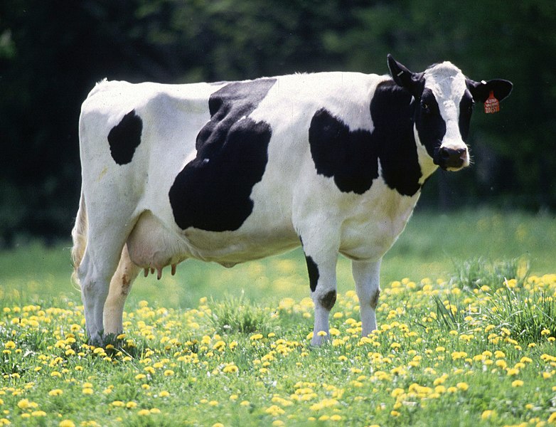 Cows are the leading producer of milk for consumption by humans.