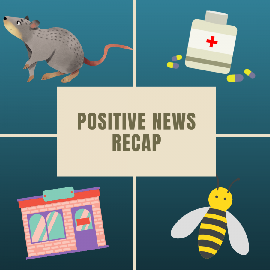 From award winning rats to an increase in bee populations, this is the top four positive news recap
