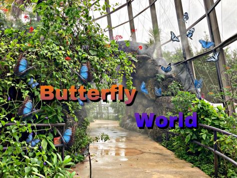 When Butterfly World was first founded in 1988 there were only 300 butterflies.
