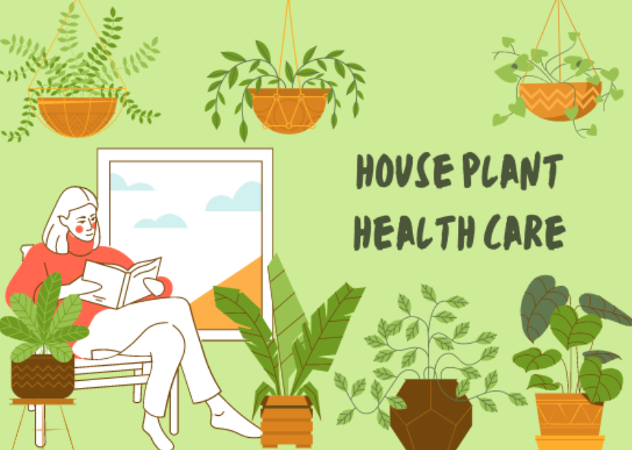 Interested in being a plant-parent? Read through this simple guide for information on how to keep a healthy, green home.