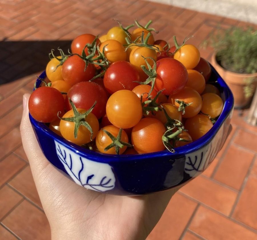 Cherry tomatoes are just one of the many plants junior Rachel Dopico grows in her garden at home.