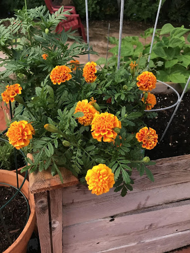 Marigolds grown by Dopico to attract pollinators to her garden.