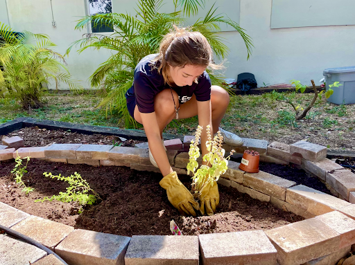 Marina Devine en un día soleado trabajando en el jardín comunitario, ella, Chico y otros estudiantes de Gables han trabajado duro en la construcción juntos.