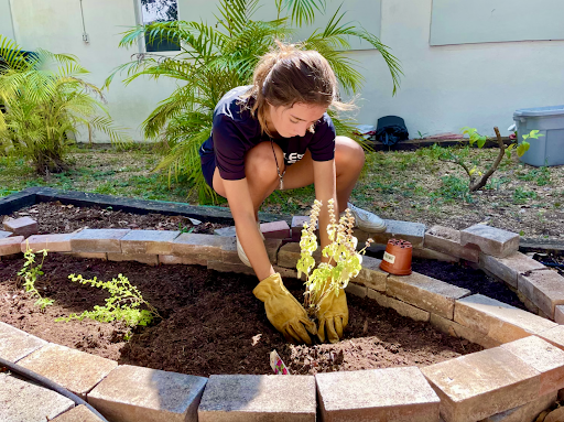 Marina Devine on a sunny day working on the communal garden she, Chico and other Gables students have worked hard on building together.